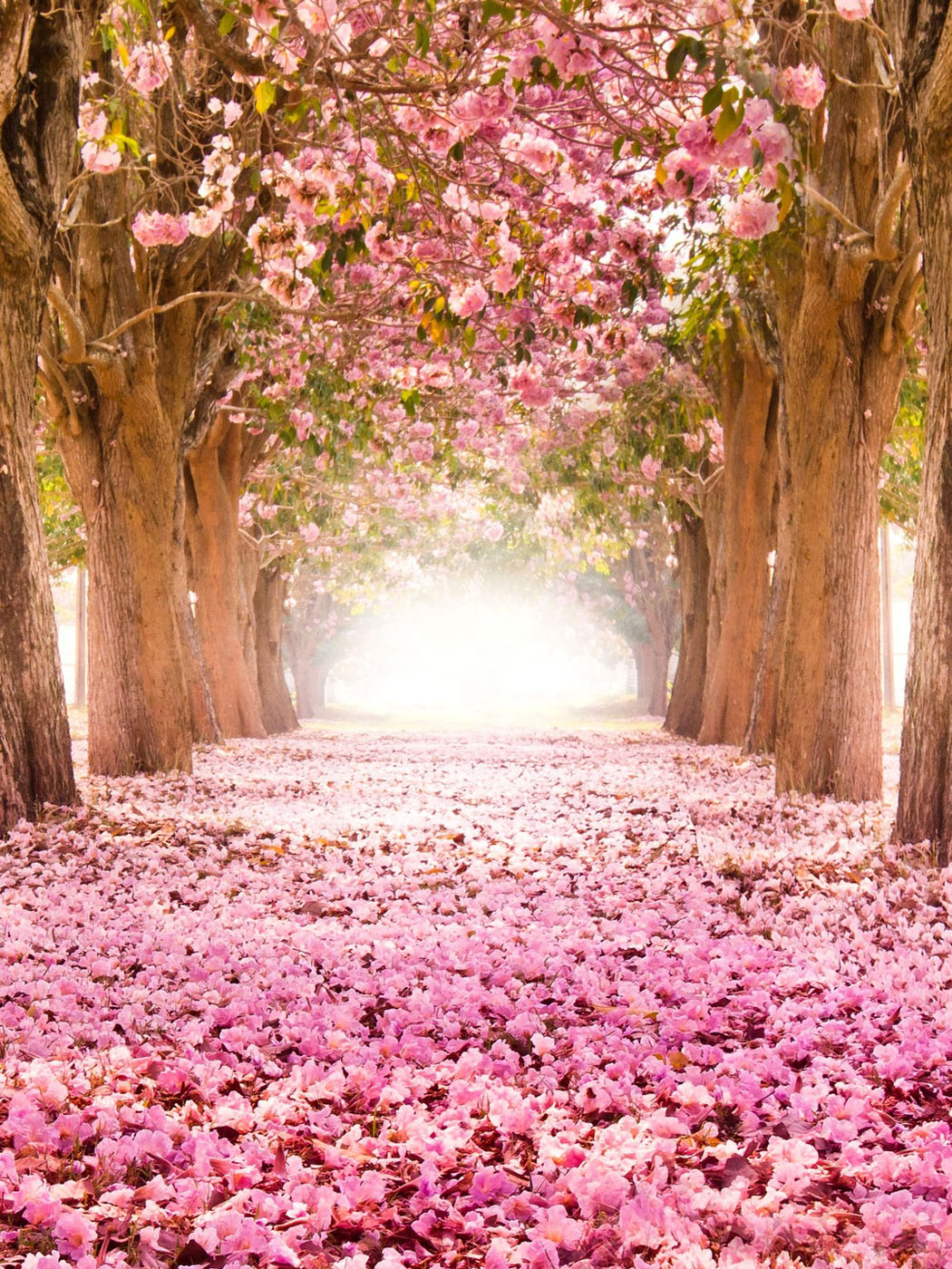 Весенняя розовая алея