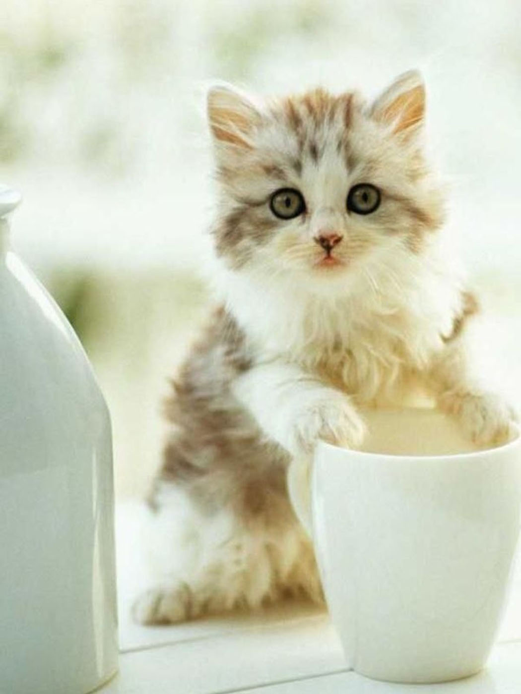 Котёнок и чашка