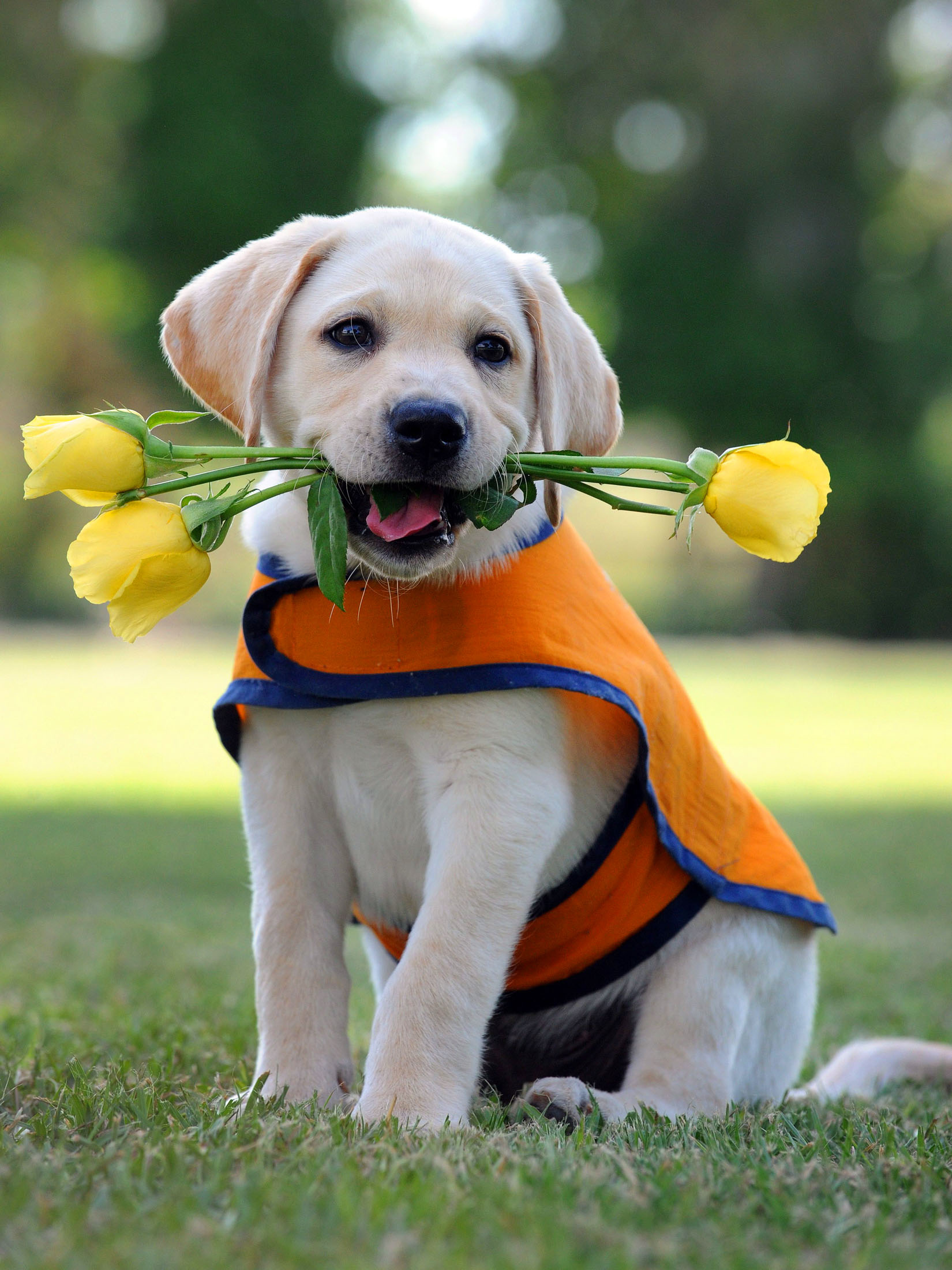 Отличный день стать собакой 3. Лабрадор. Собачка с цветами. Собачка с цветочком. Щенок с цветочком.