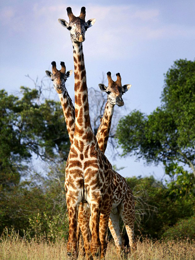 2 головы жирафа из-за спины