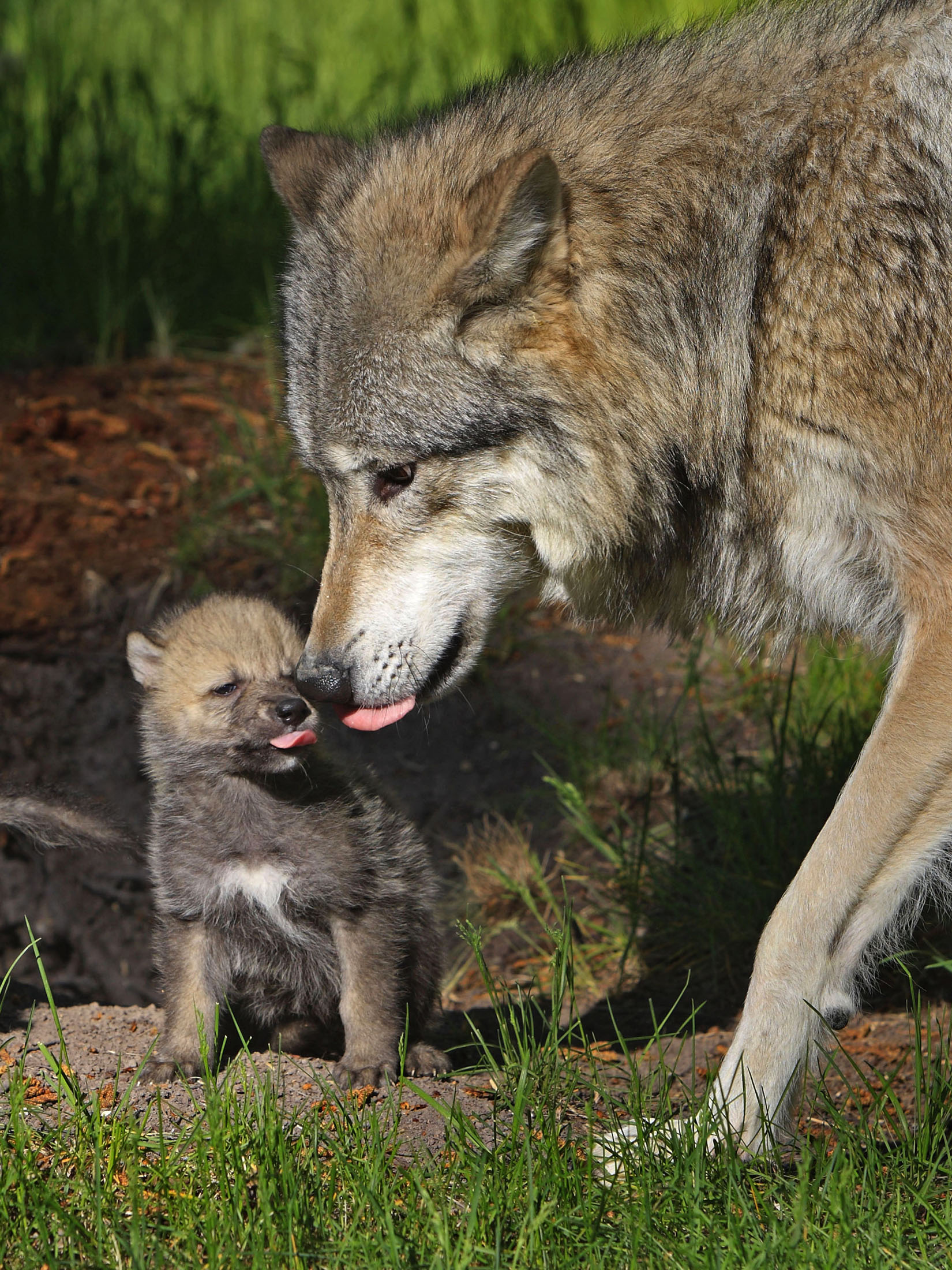 Волчица и волчонок (забота)