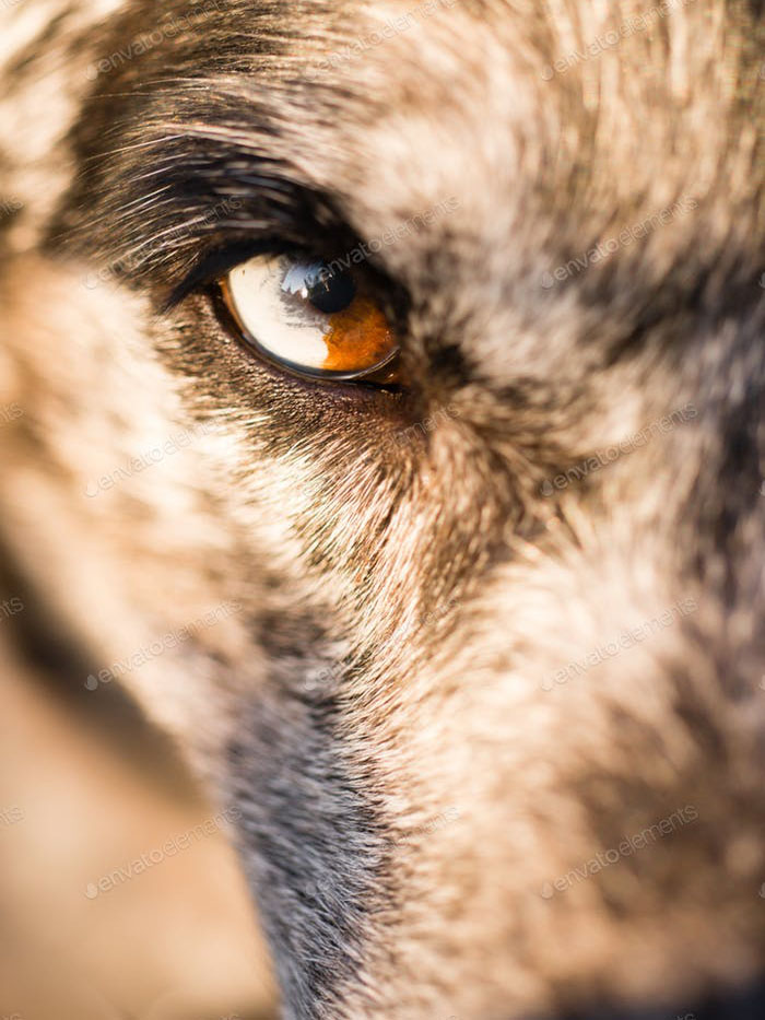 Глаз агрессивного пса