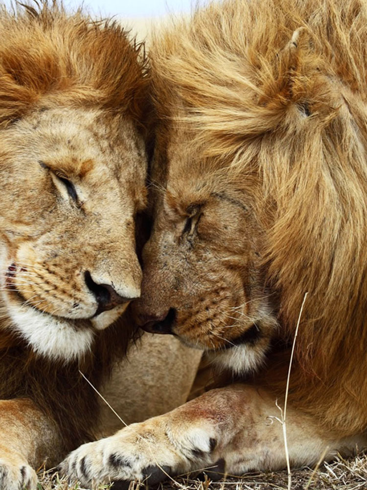 Любовь между львами