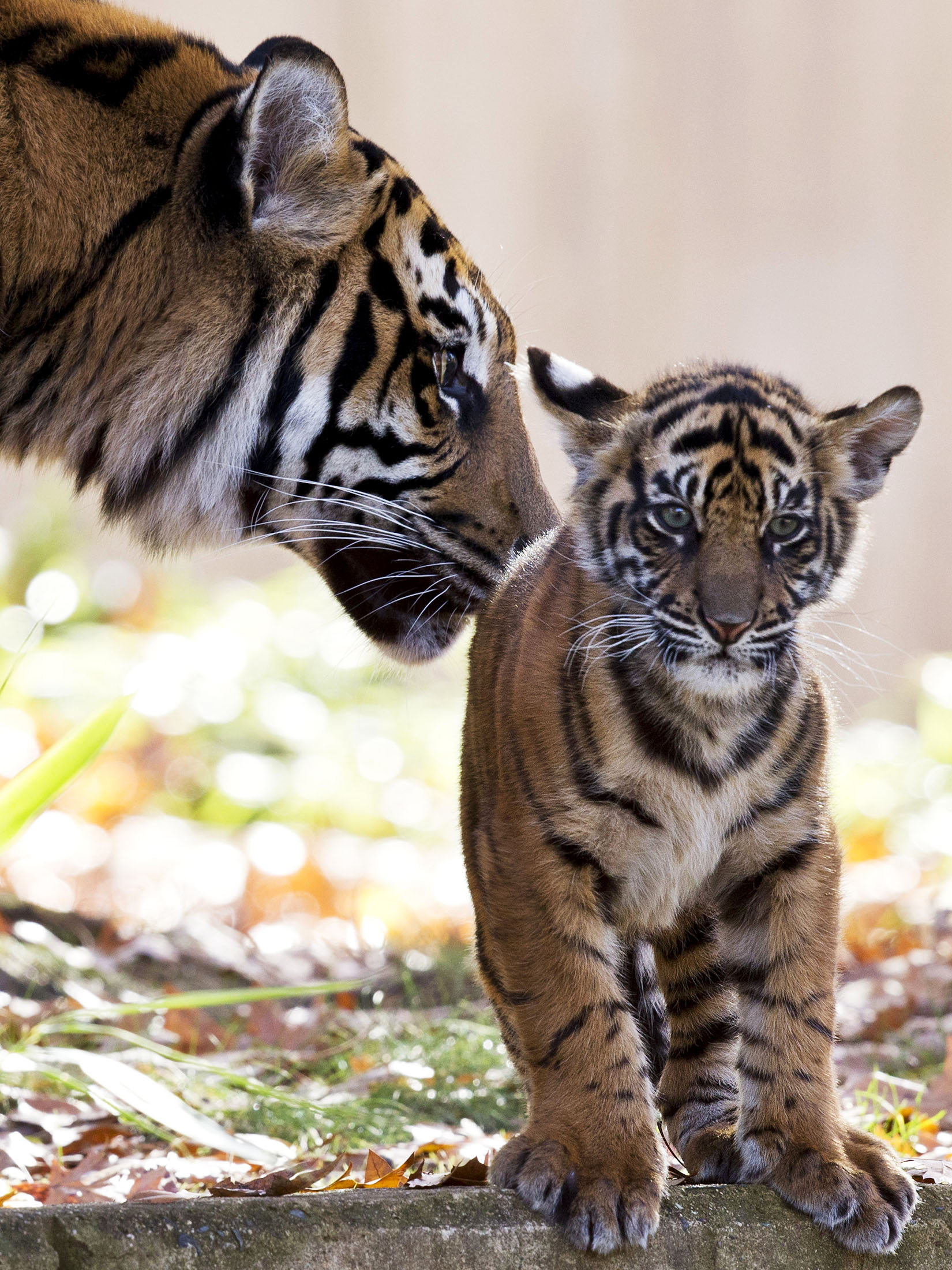 Поддержка матери (тигры)