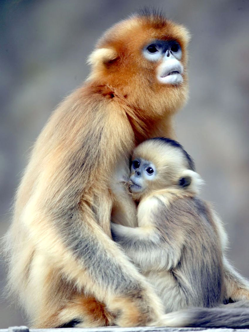 Золотистая курносая обезьяна с детёнышем