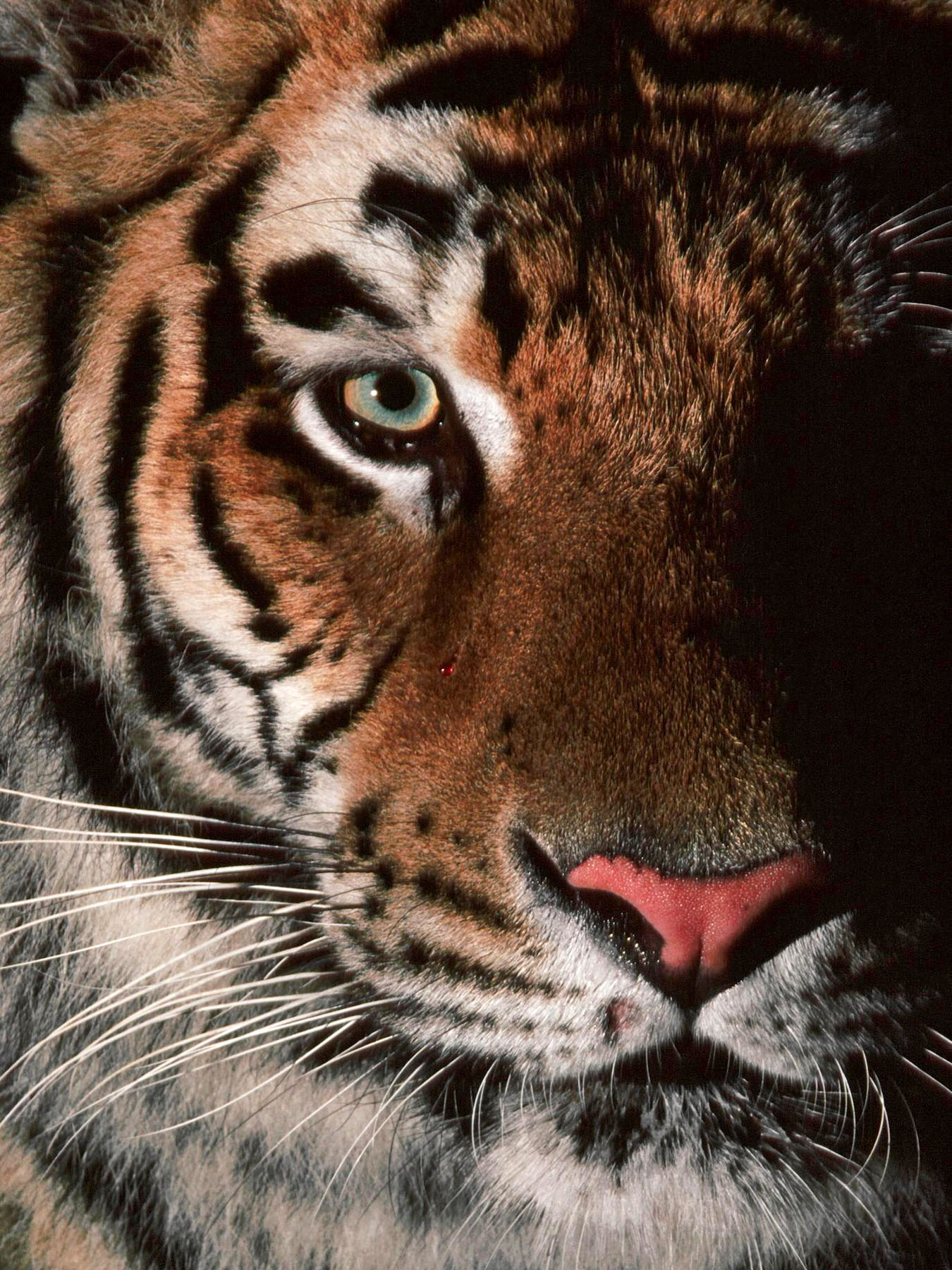Добрый взгляд тигра