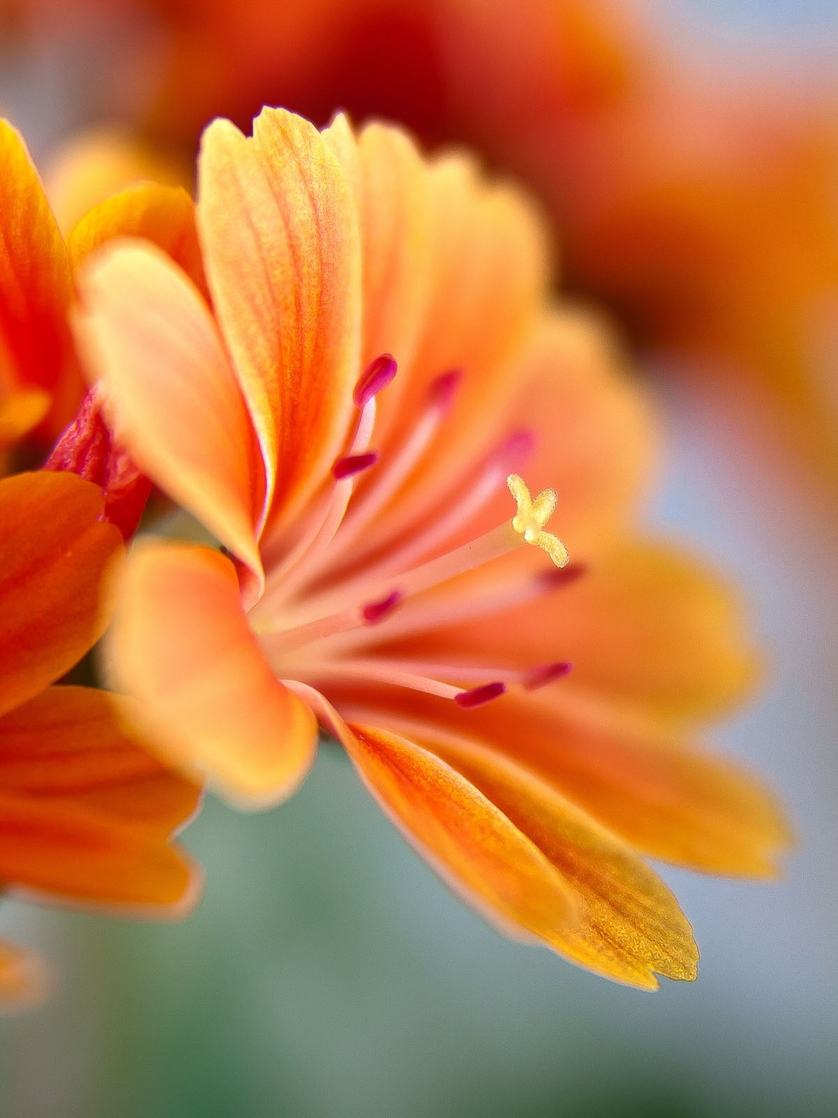 Оранжевый цветок картинка для детей