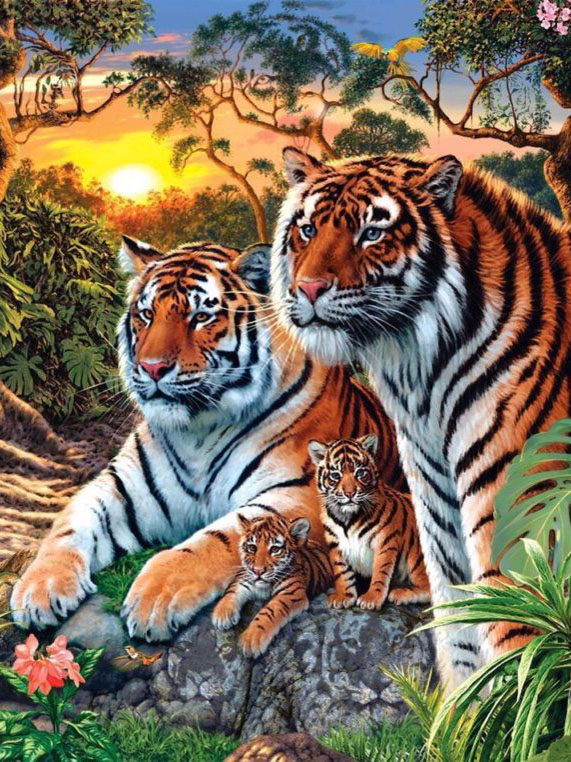 Семья тигров на закате
