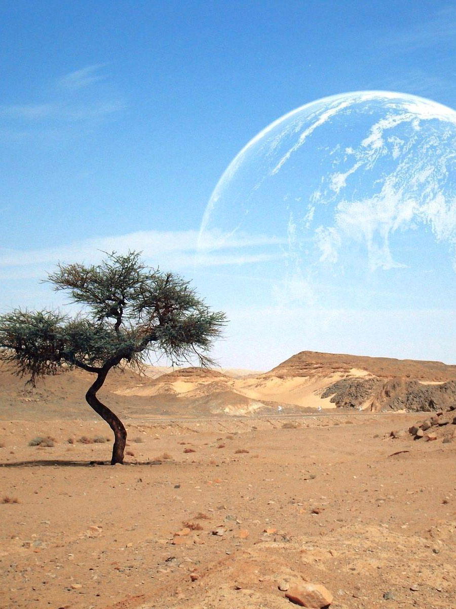 Дерево, пустыня и большая Луна
