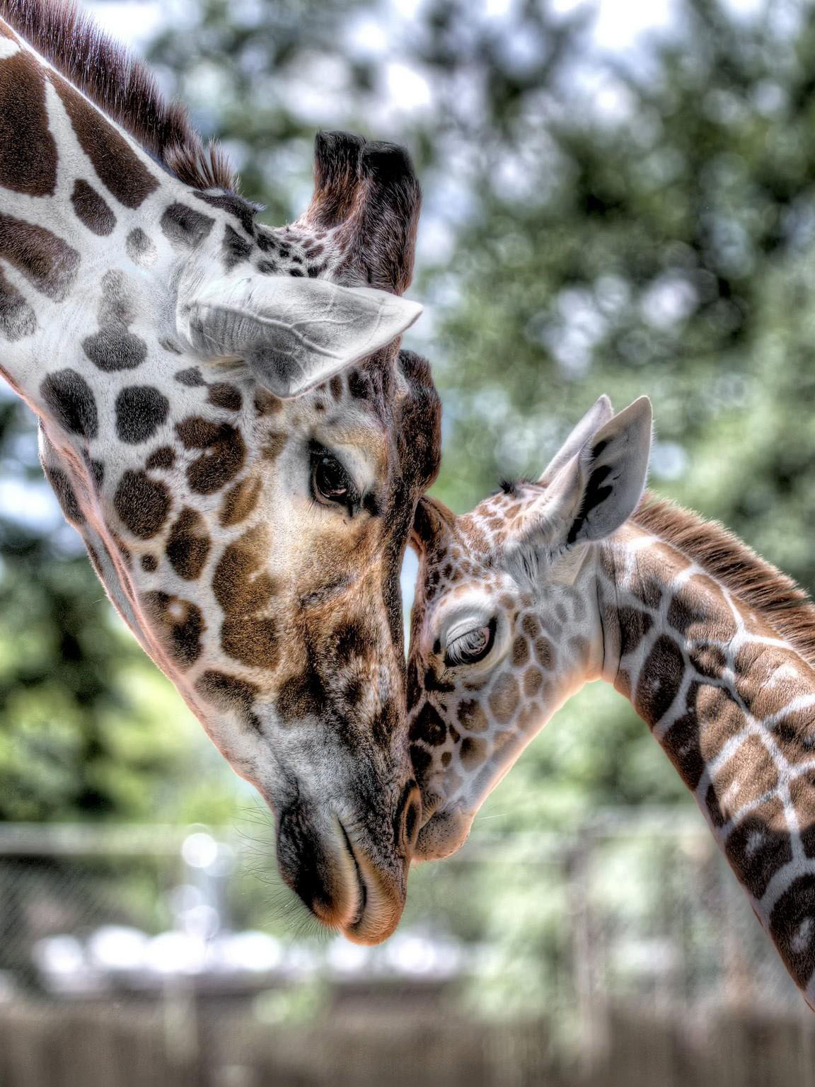 Жираф и его дитя Любовь