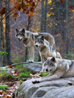 3 Волка