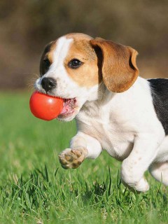 Бегущий щенок с мячиком