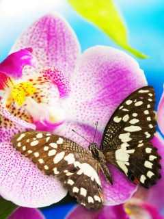 Бабочка на красивом цветочке