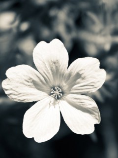 Белый цветочек