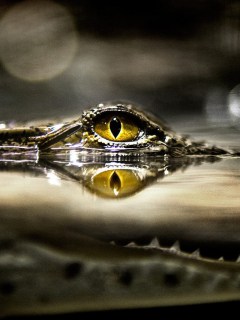 Глаз крокодила из воды