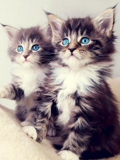Котята со светло-голубыми глазами