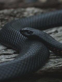 Черная змея