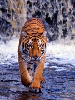 Тигр на фоне водопада