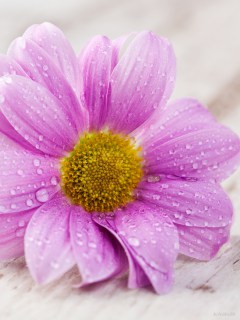 Мокрый, сиреневый цветок