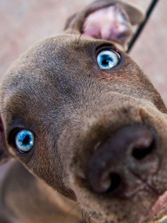 Пёс с голубыми глазами
