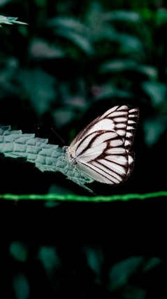 Белая бабочка на листочке