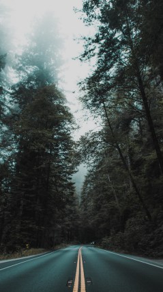Дорога через лес