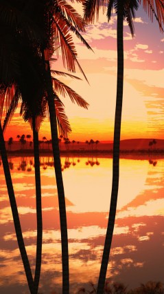 Закат, пальмы в векторе