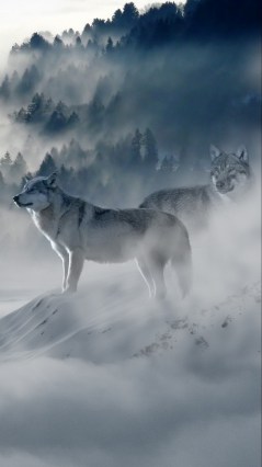 Волки в тумане
