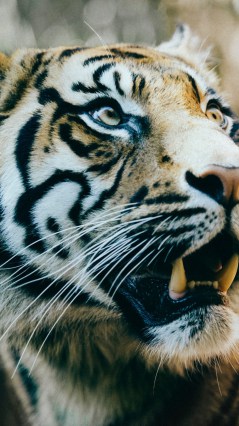 Юный тигр с открытым ртом