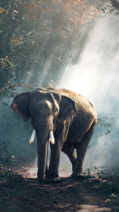 Слон, лес, лучи Солнца