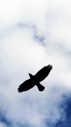 Полёт ворона (вид снизу)