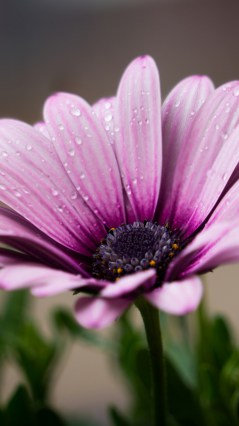 Сиреневый цветок с лепестками