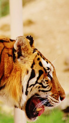 Тигр, дышащий ртом в профиль