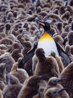 Цветной пингвин среди серых