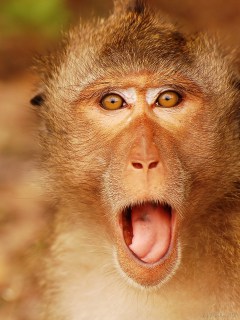 Рыжая обезьяна с открытым ртом