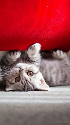 Серый котёнок под диваном