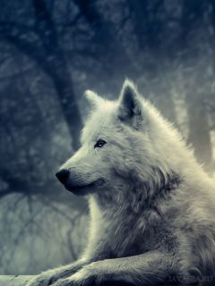 Взгляд белого волка сбоку
