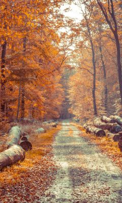 Брёвна вдоль дороги осеннего леса