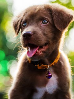Красивый, коричневый щенок