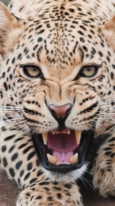 Рычащий леопард