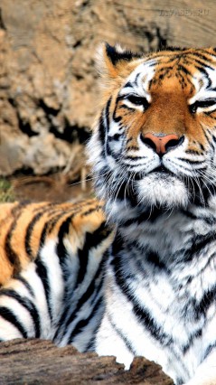 Тигр с прищуренной мордой