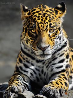 Агрессивный взгляд леопарда