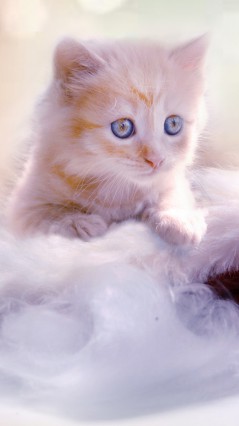 Голубоглазый котенок2