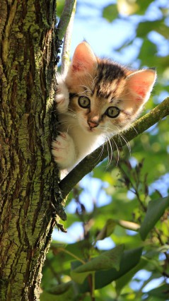 Котёнок на дереве
