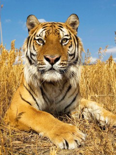 Тигр в поле