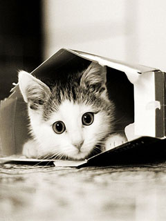 Котенок в коробке