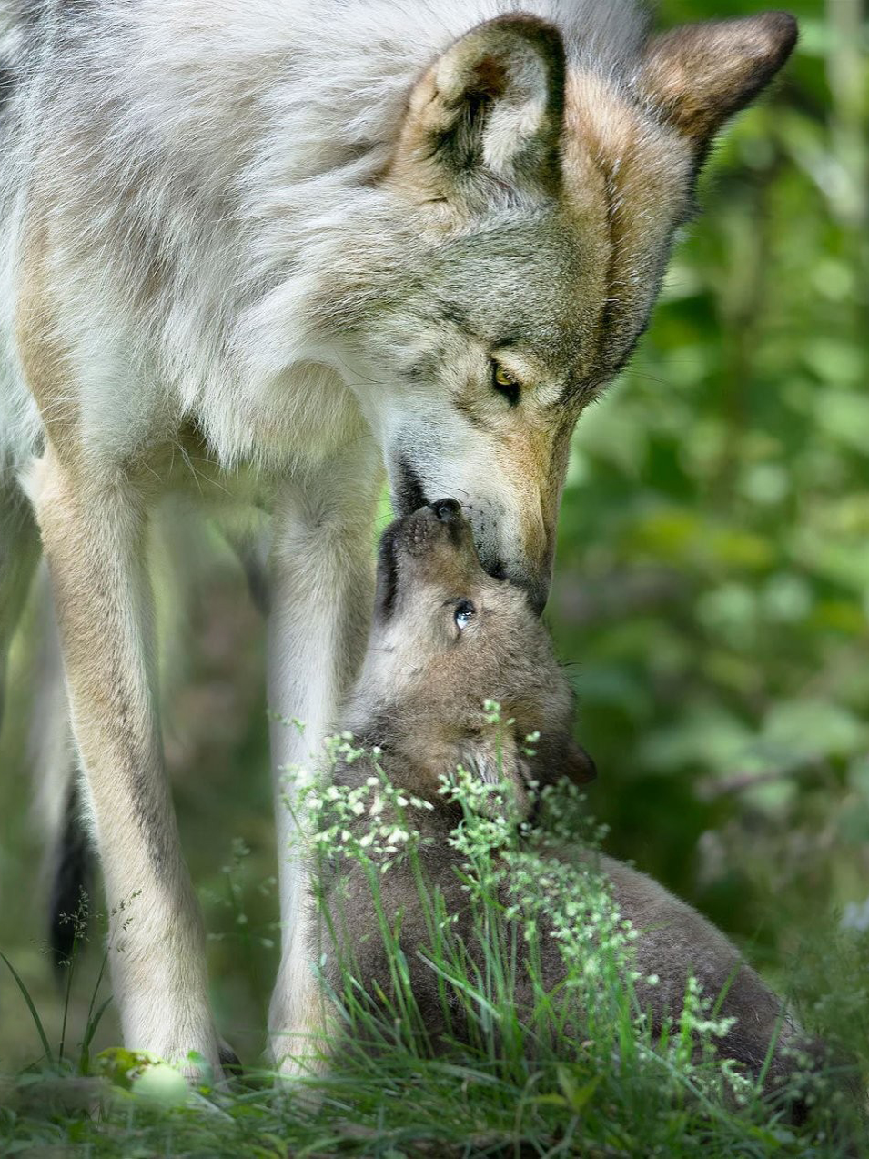 Мамы про волков. Волк волчица и Волчонок. Тамбовская волчица. Волчица с волчатами. Волк с волчатами.