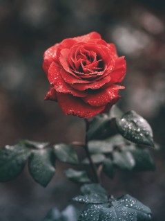 Красная роза в сером мире