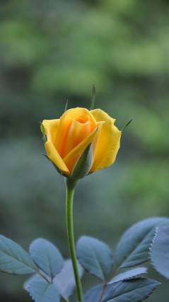 Нераскрывшаяся, желтая роза