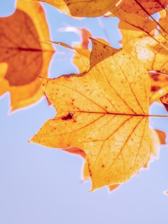 Жёлтые листья клена на фоне неба